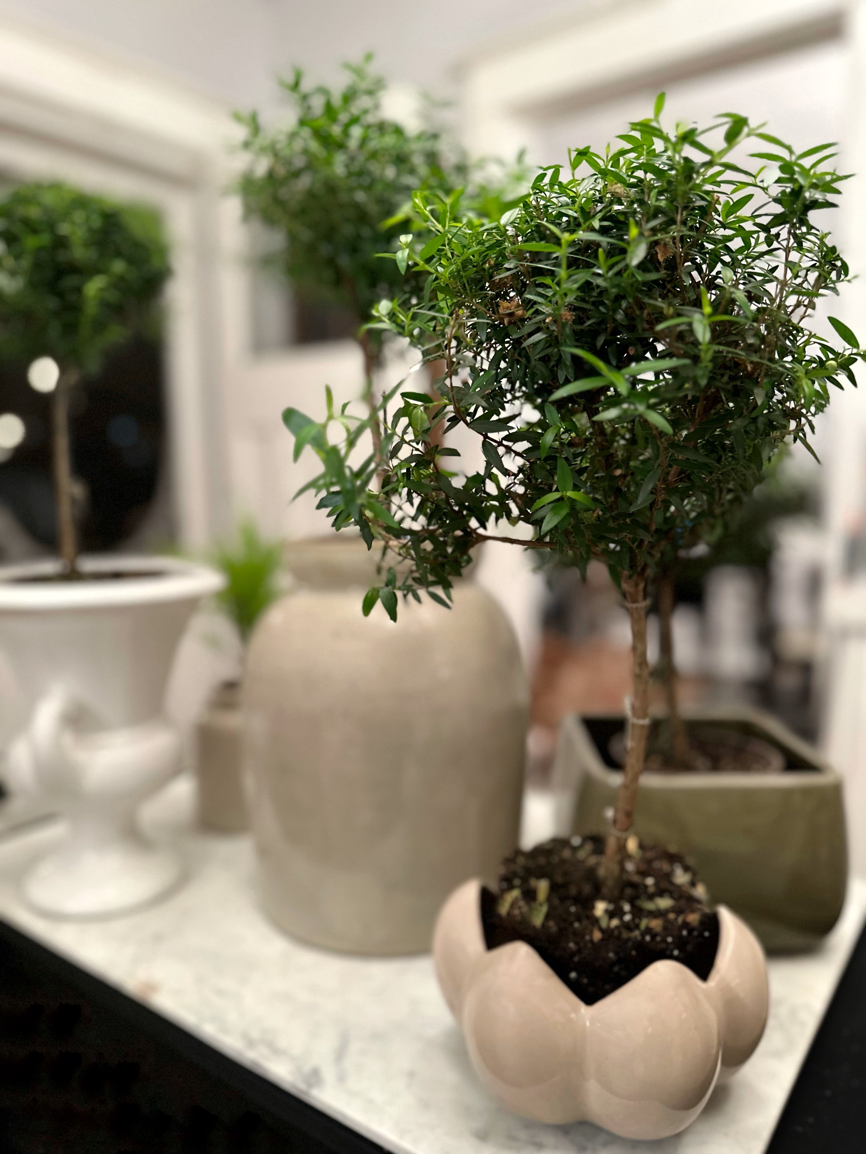 A small potted tree with lush green leaves sits on a table, surrounded by other plants in various ceramic pots. The background shows windows with soft natural light.
