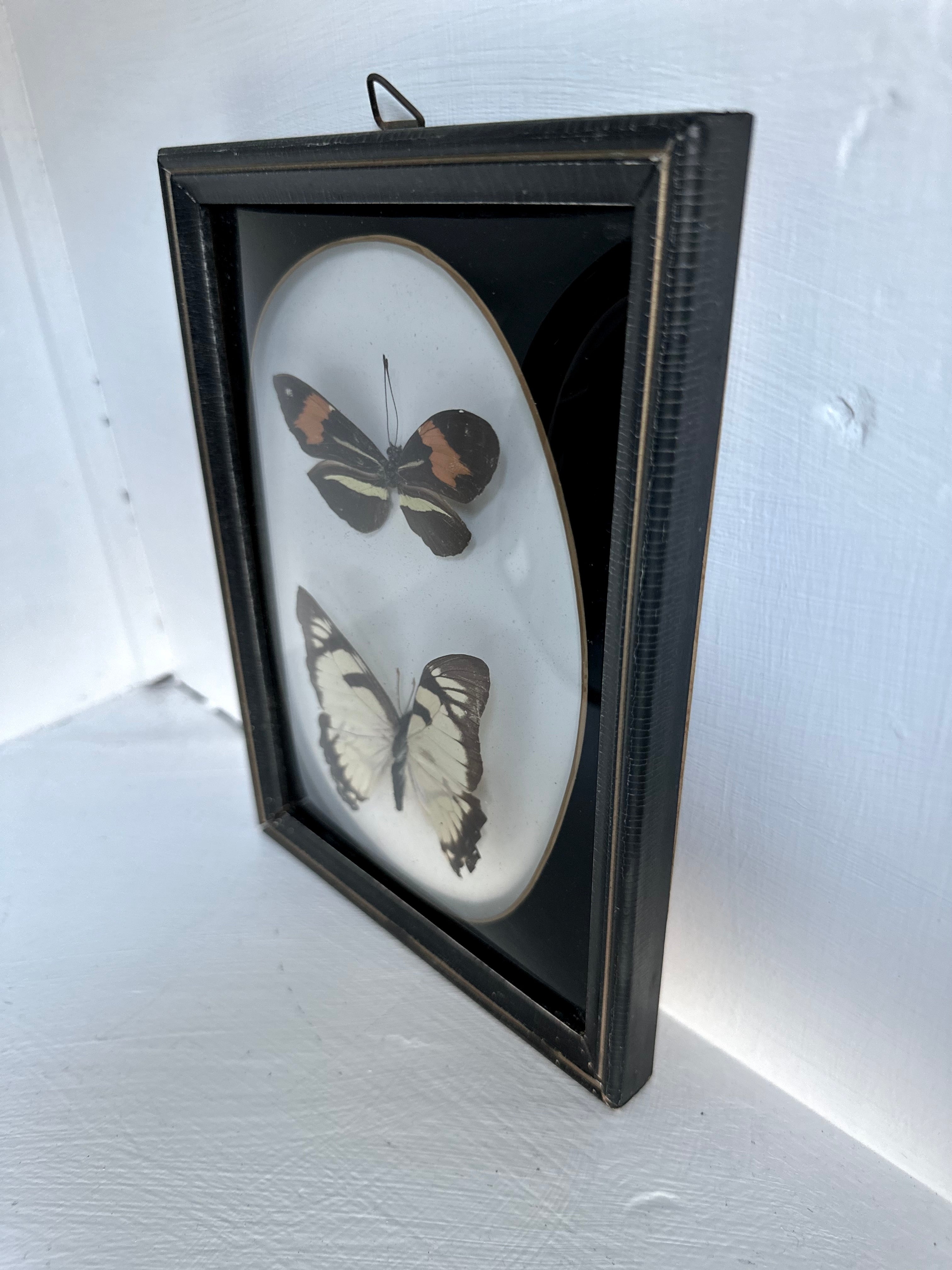 Vintage Framed Butterflies, Brazil