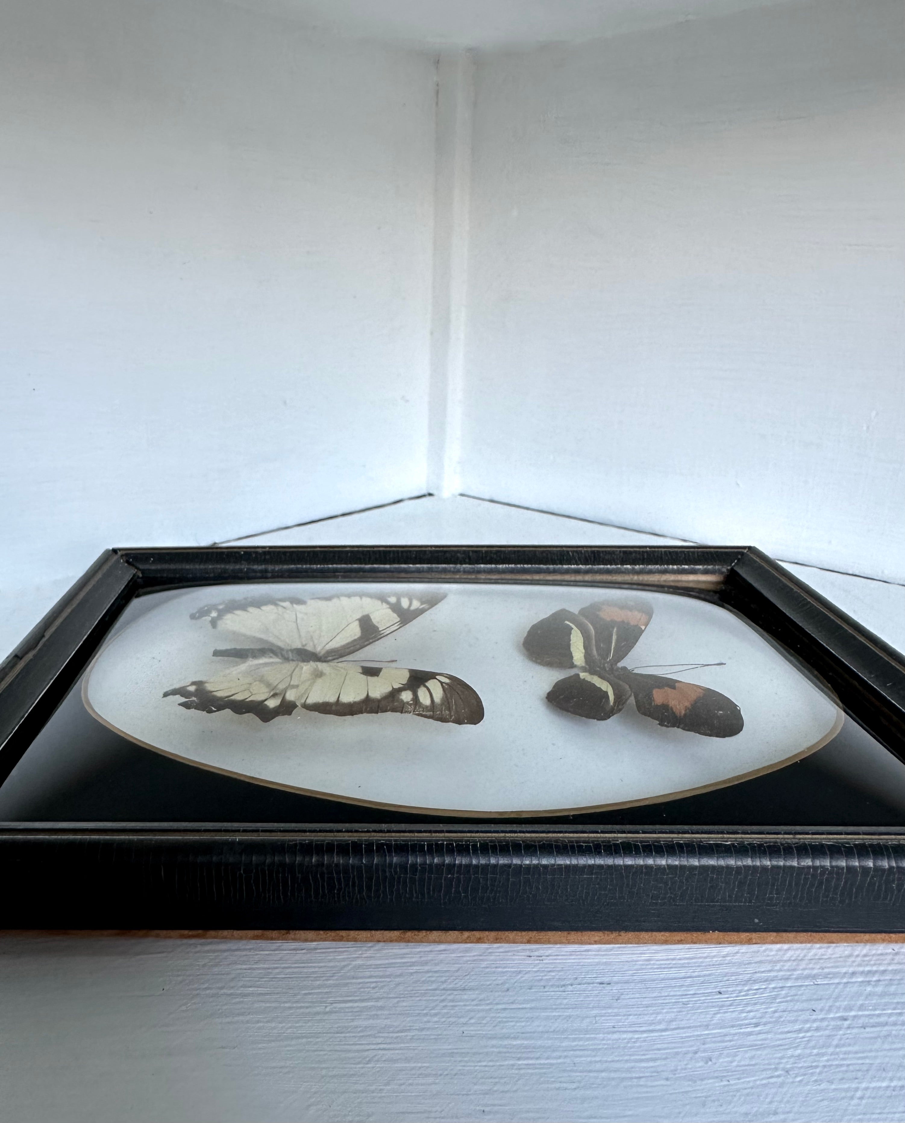 Vintage Framed Butterflies, Brazil