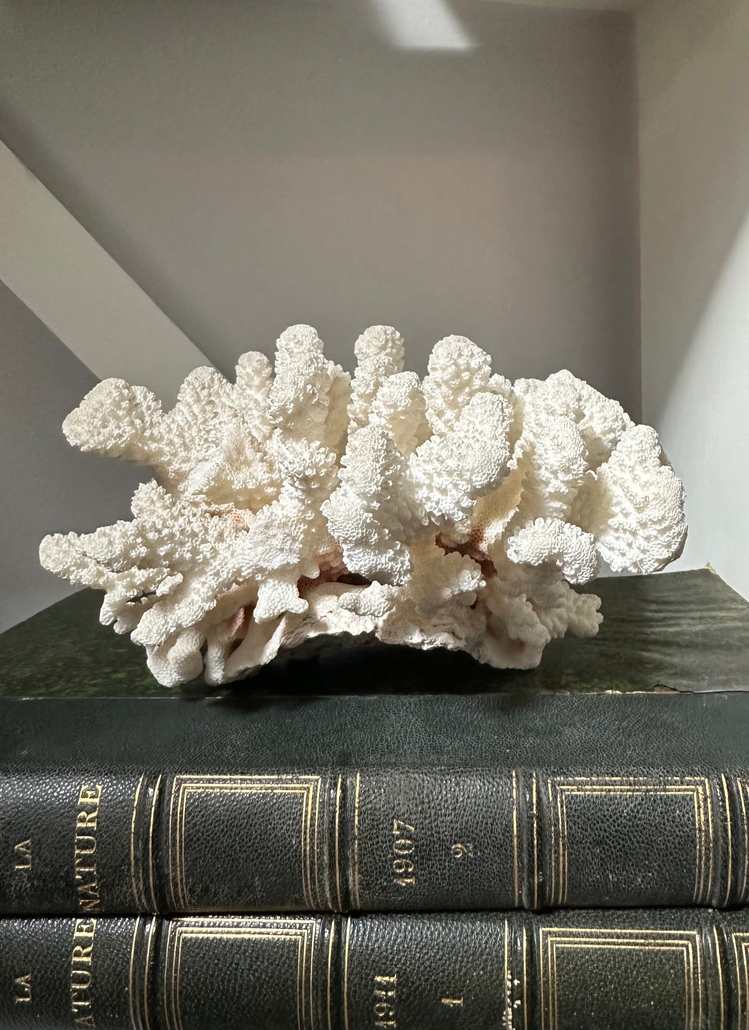 Vintage White Coral Piece