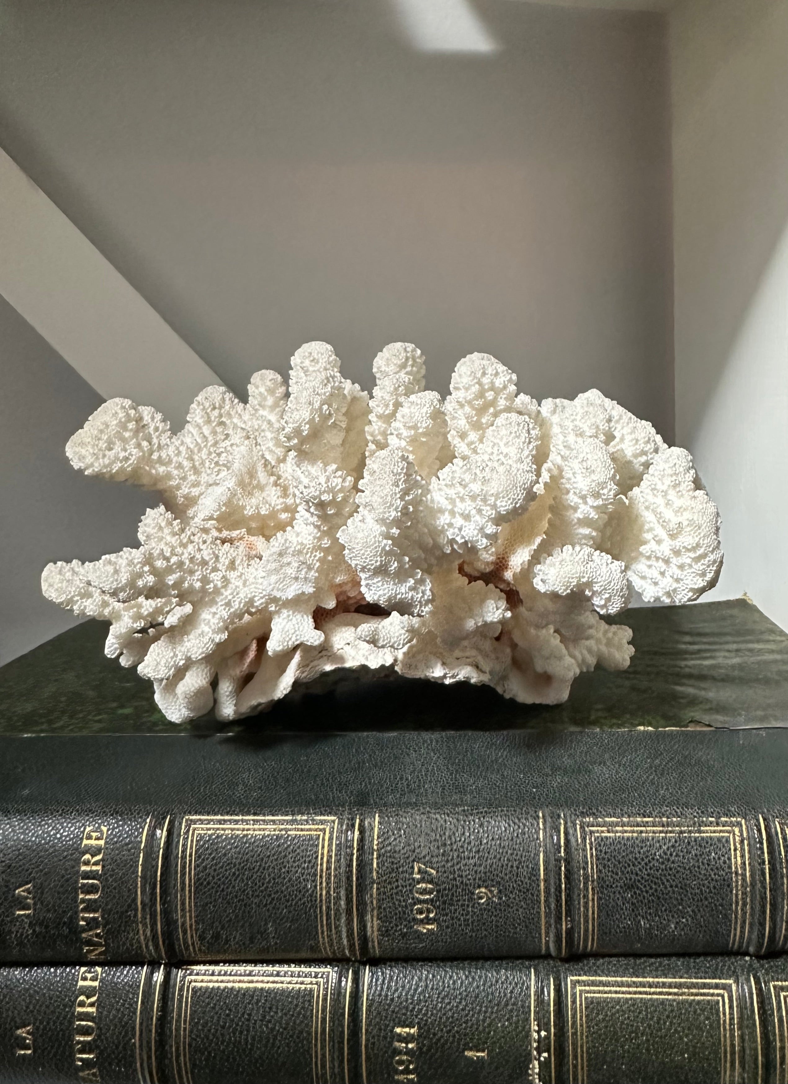 Vintage White Coral Piece
