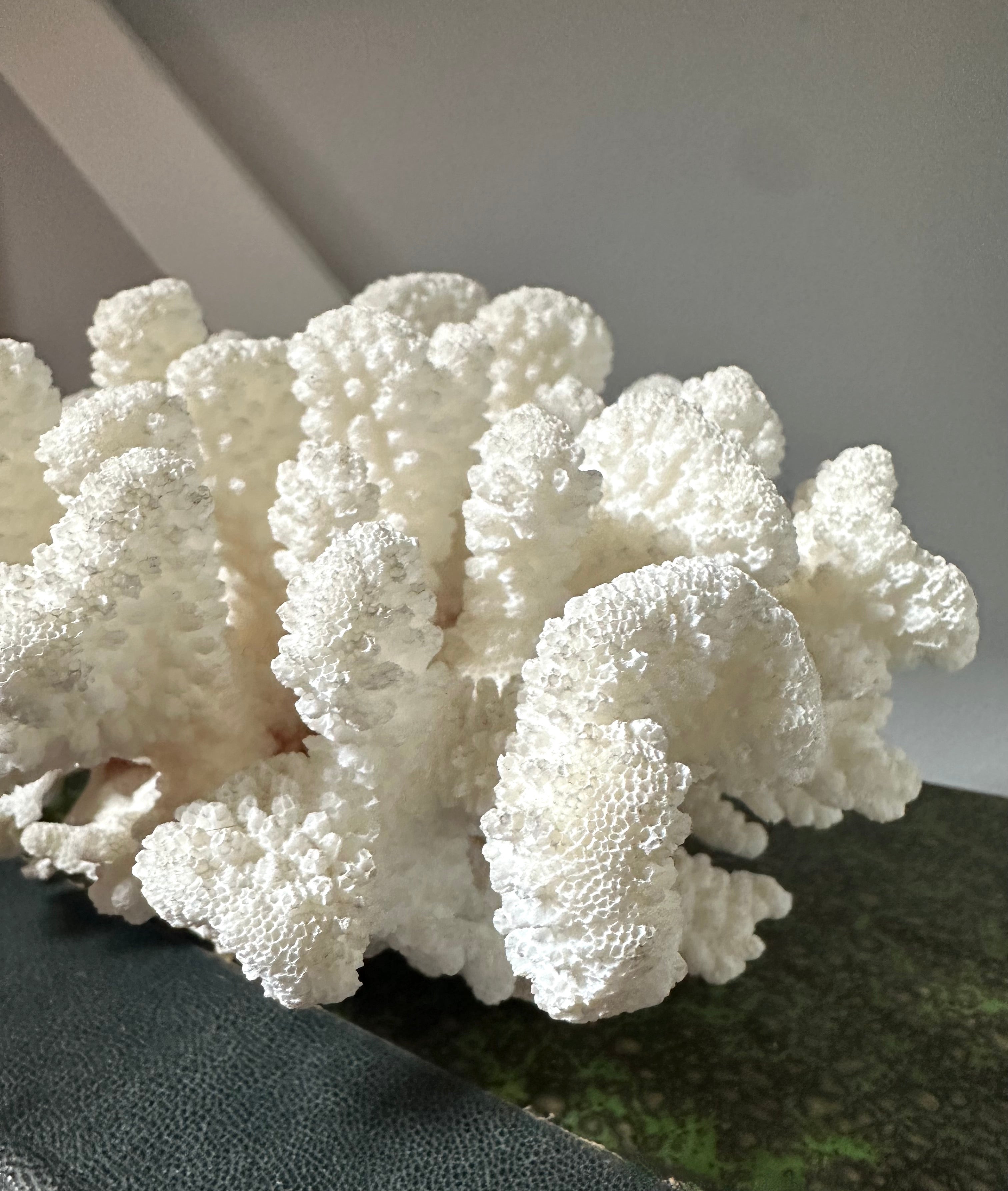 Vintage White Coral Piece