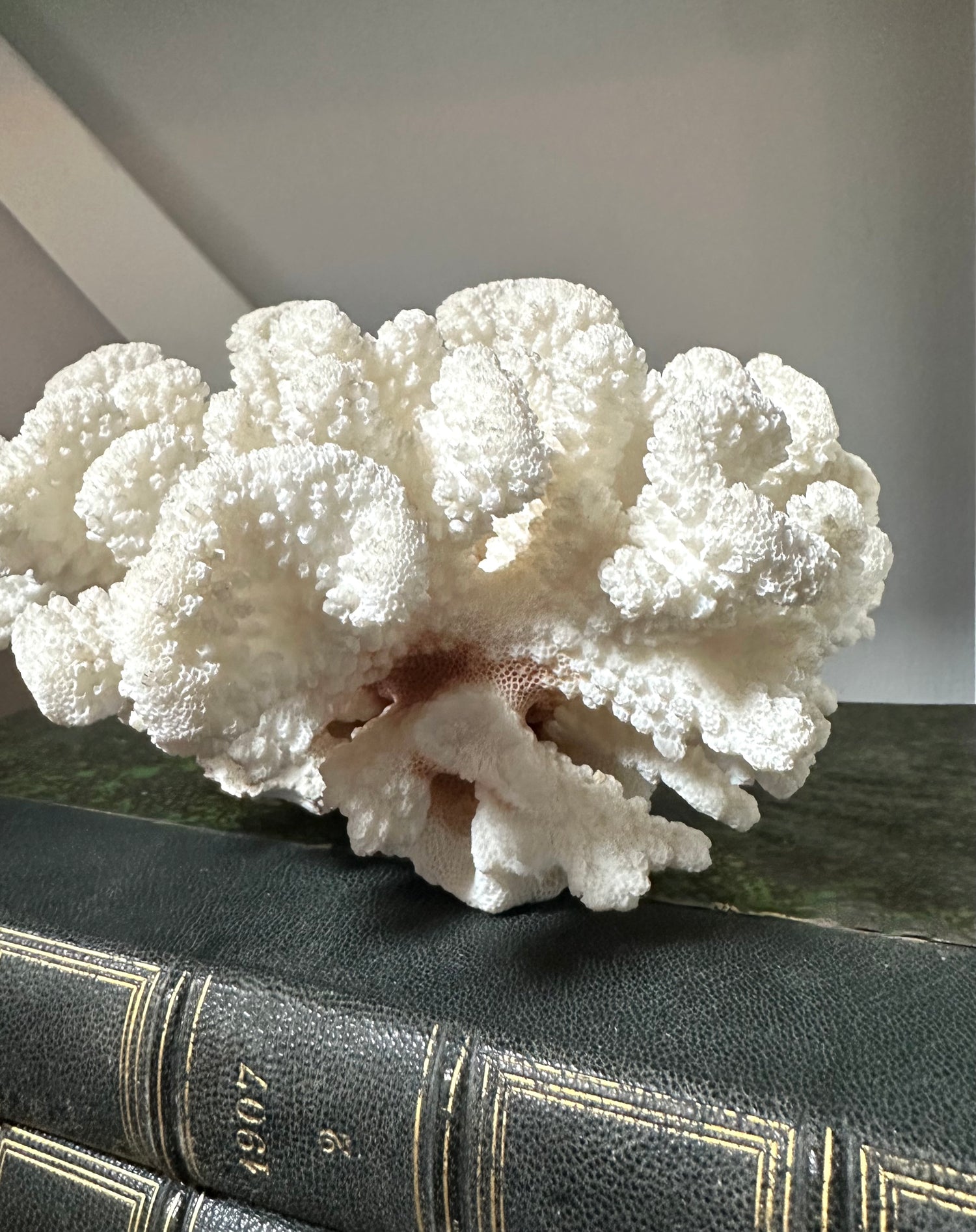 Vintage White Coral Piece