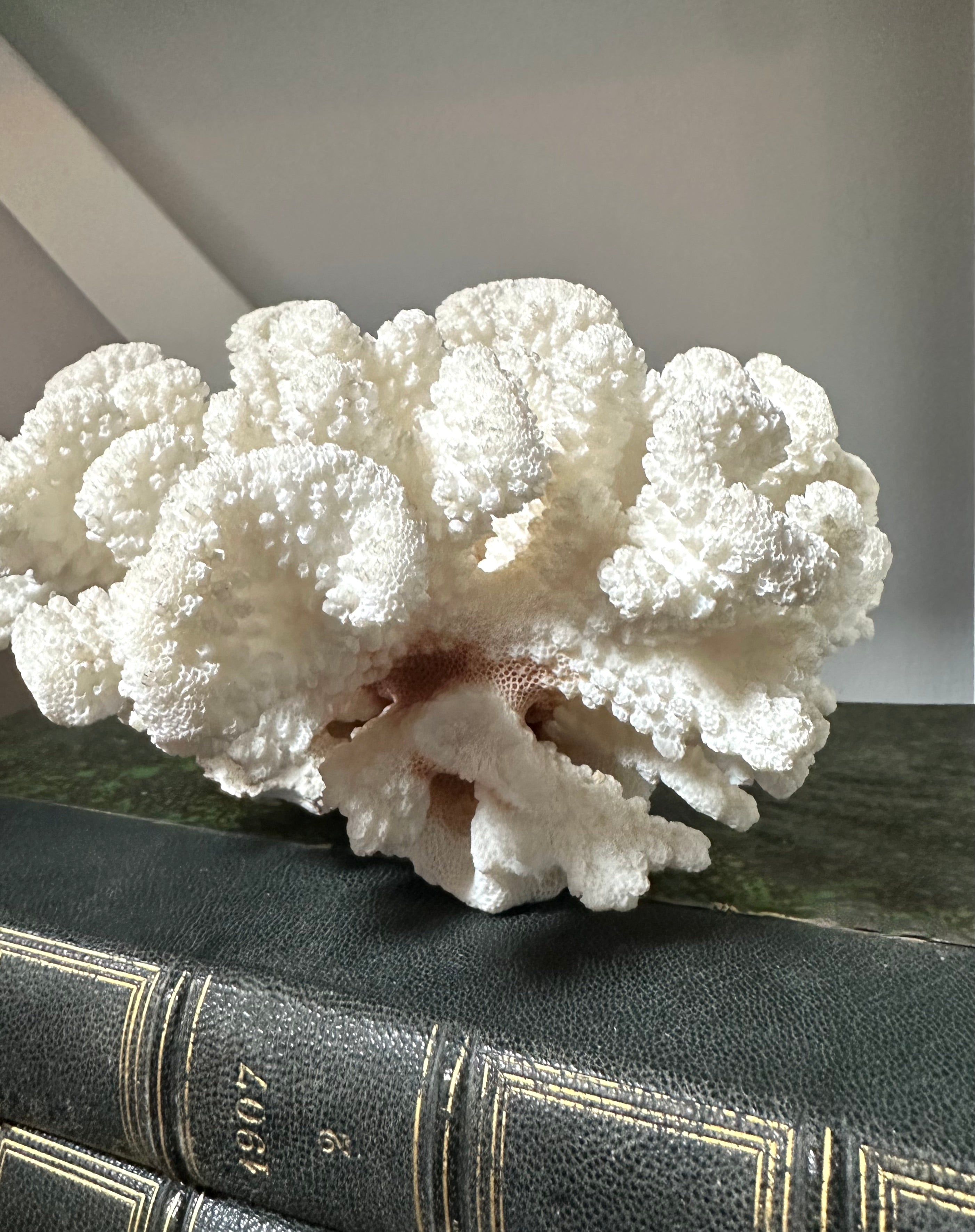 Vintage White Coral Piece