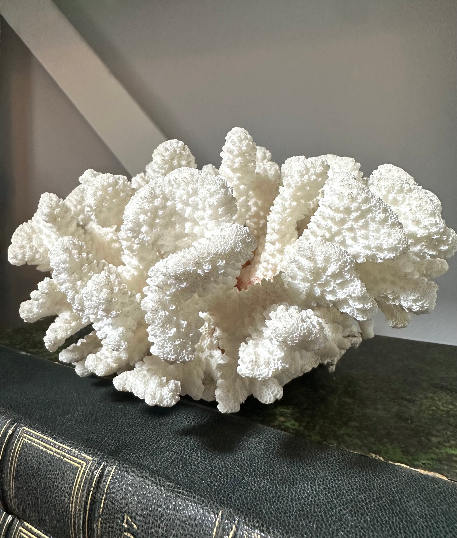 Vintage White Coral Piece