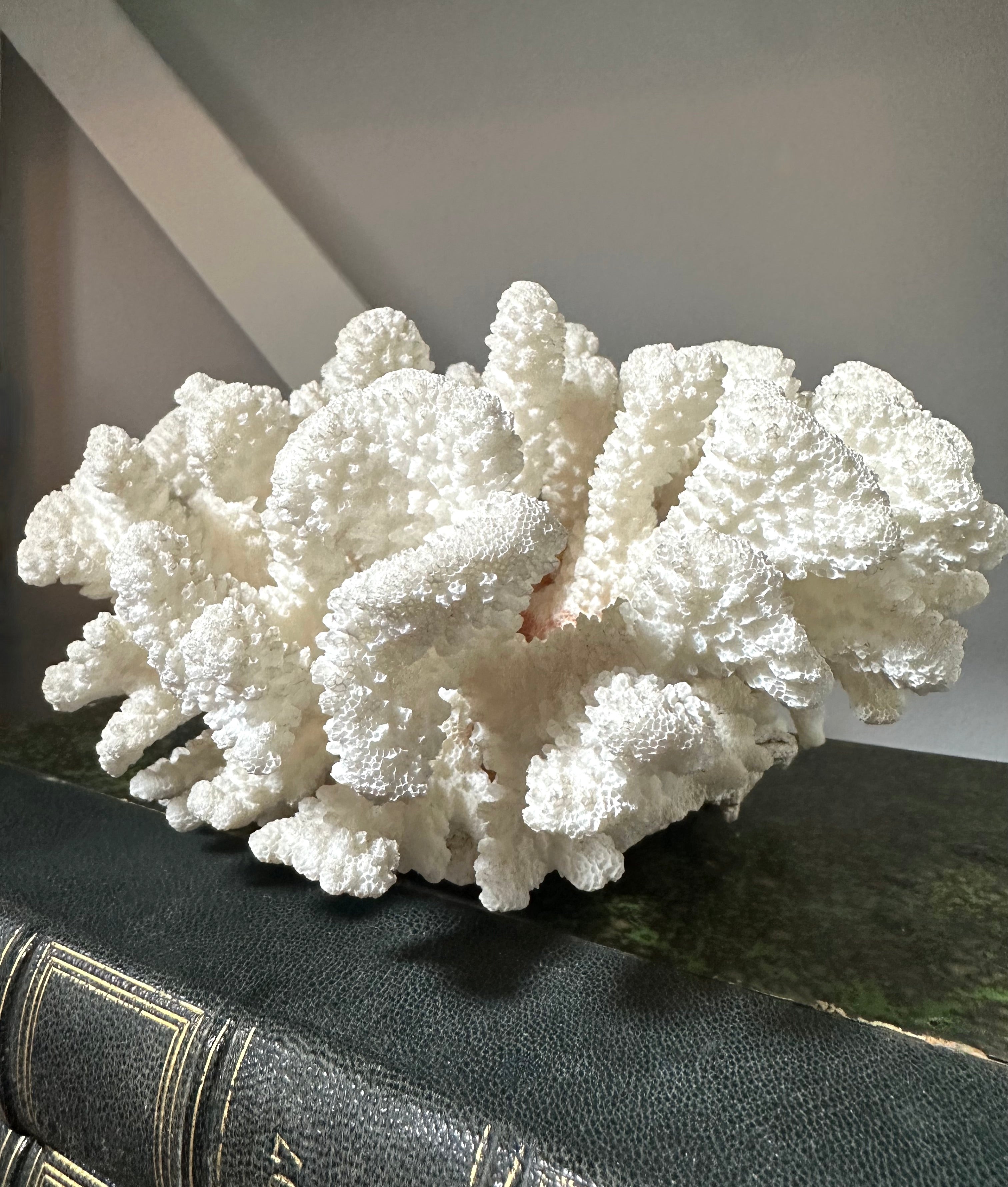 Vintage White Coral Piece
