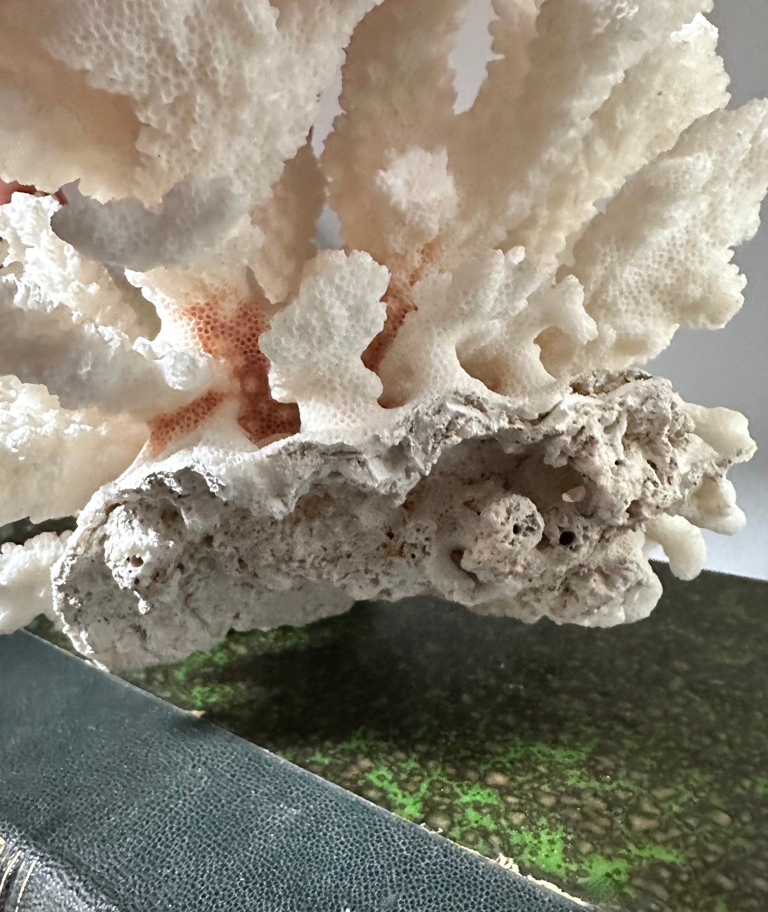 Vintage White Coral Piece