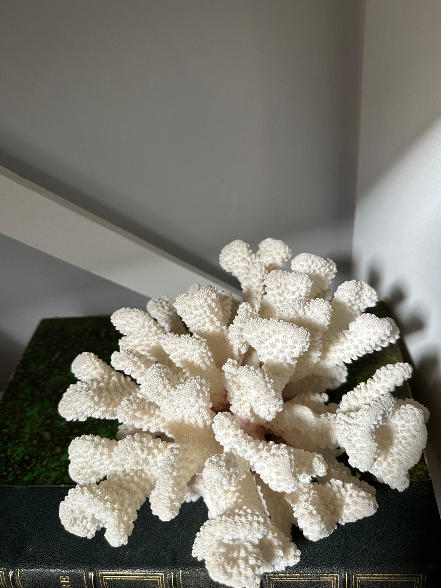 Vintage White Coral Piece