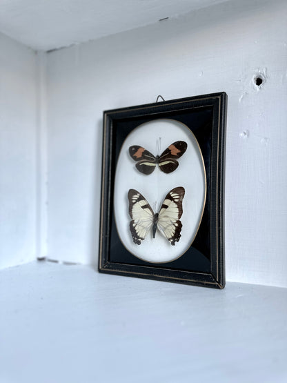 Vintage Framed Butterflies, Brazil