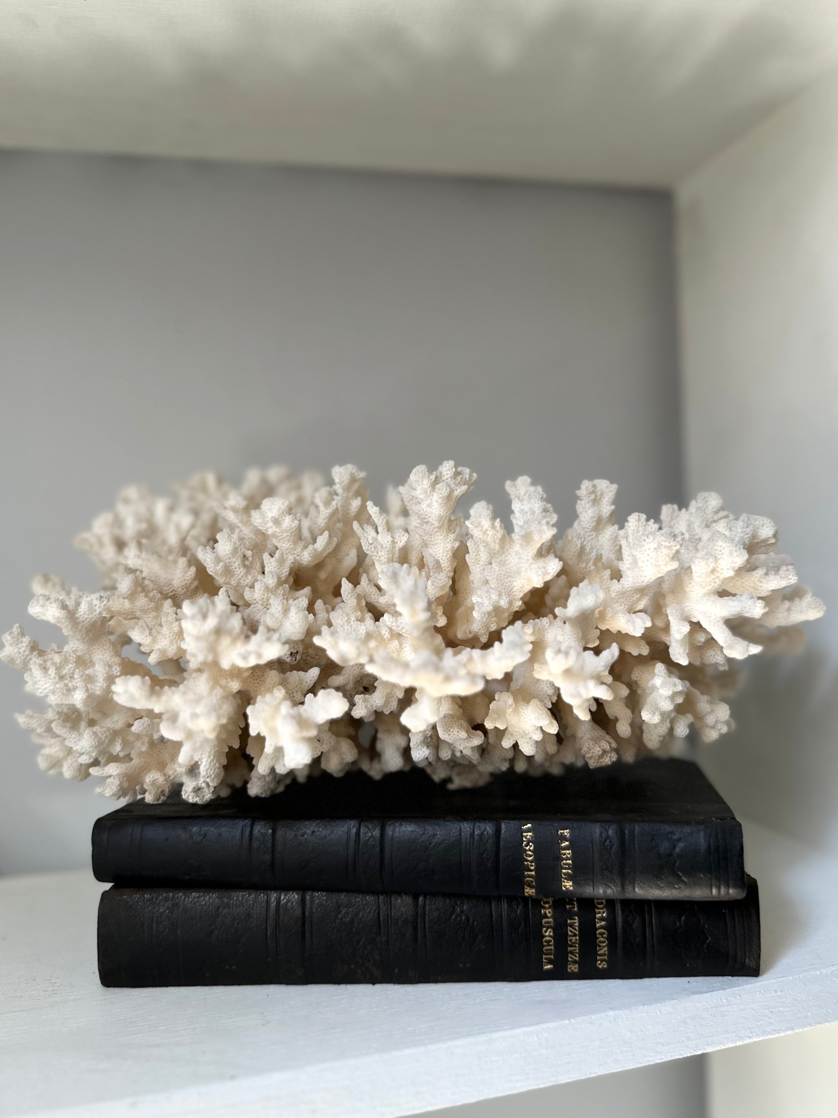 Large Vintage White Coral Piece