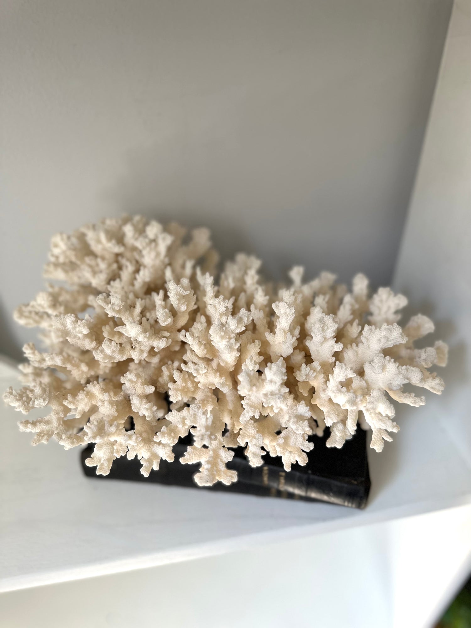 Large Vintage White Coral Piece