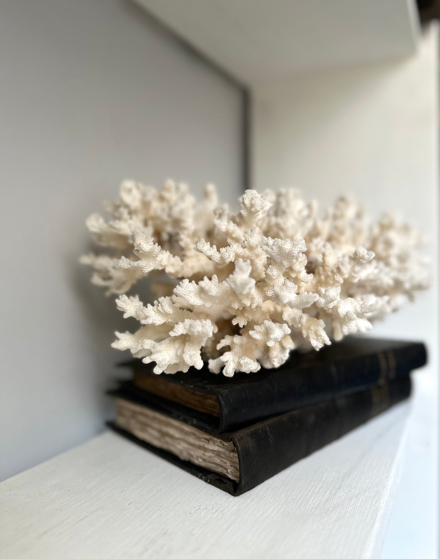 Large Vintage White Coral Piece