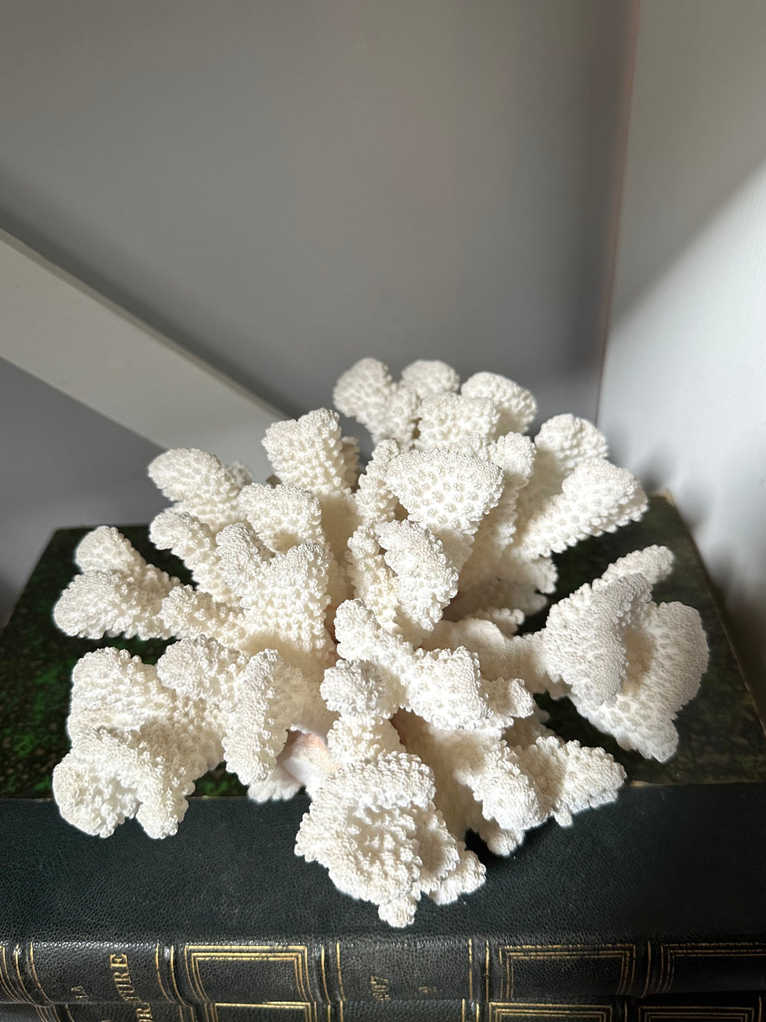 Vintage White Coral Piece